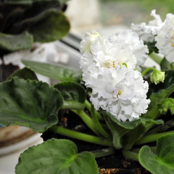 Beautifully blooming white violets on the window. Macro.