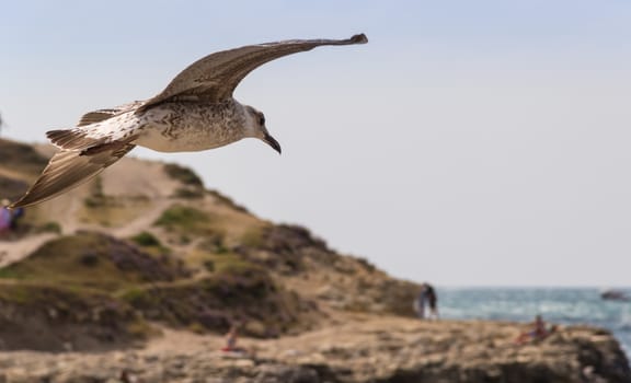 gulls in the sky by the sea on a sunny day