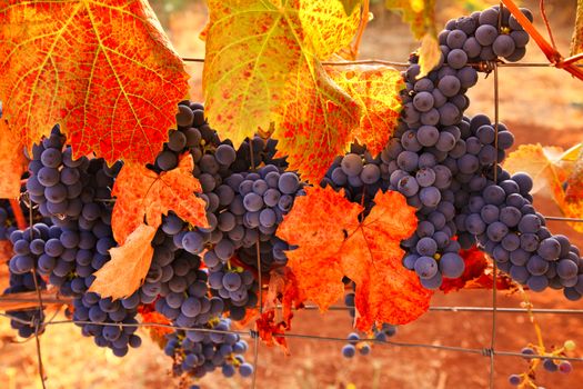 Grapevines in the California wine country in the fall season.