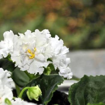 Beautifully blooming white violets on the window. Macro.