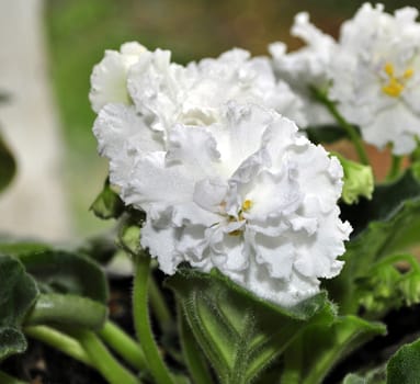 Beautifully blooming white violets on the window. Macro.