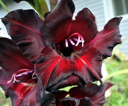 beautiful Bright red flowers gladiolus closeup in the garden. Flower in big close up. Narrow depth of field.