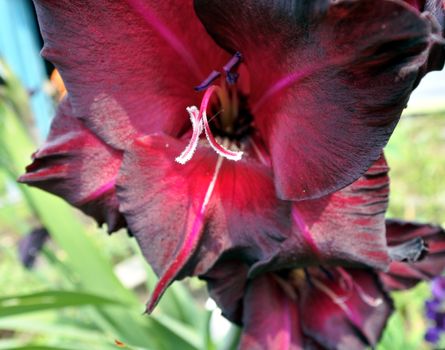 beautiful Bright red flowers gladiolus closeup in the garden. Flower in big close up. Narrow depth of field.