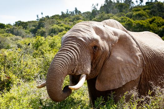 African Bush Elephant's mouth wide open to eat a leaf