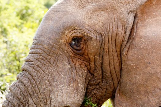 Elephant looking at you while he's eating a leaf.