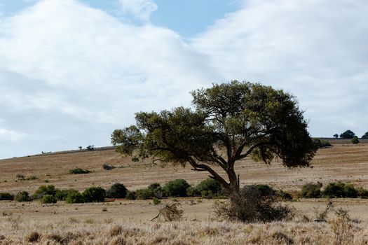 The shady tree on a cloudy day in Addo Elephant Park.