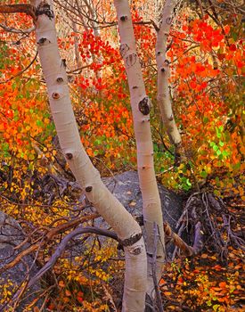 Autumn in North lake near Bishop Calfiornia