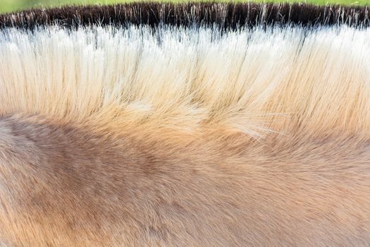 Detail, Beautiful mane of a small horse, pony.