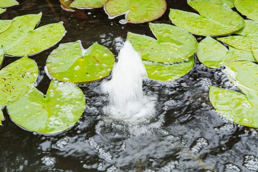 Pond with water fountain for additional supply of oxygen.