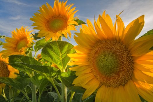 Sun flowers basking in the sun in a farm in Davis California