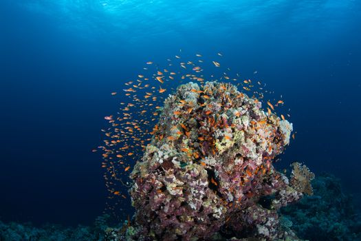 coral life diving Sudan Soudan Red Sea safari