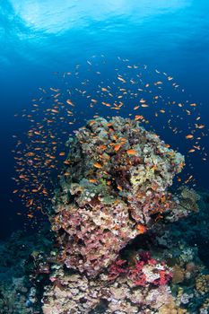 coral life diving Sudan Soudan Red Sea safari