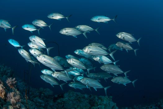 coral life diving Sudan Soudan Red Sea safari