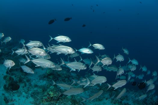 coral life diving Sudan Soudan Red Sea safari