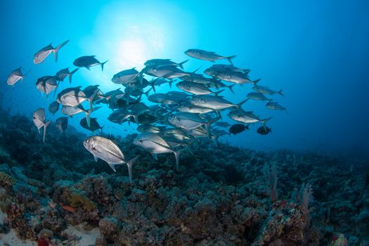 coral life diving Sudan Soudan Red Sea safari