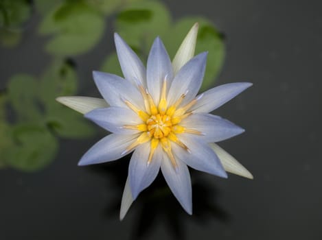 COLOR PHOTO OF BLOOMING BLUE LOTUS IN POND