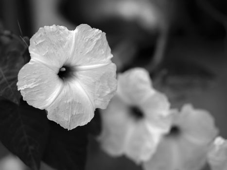 BLACK AND WHITE PHOTO OF HIBISCUS