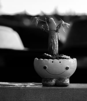 BLACK AND WHITE PHOTO OF SMALL TREE GROWN IN SMILEY-POT