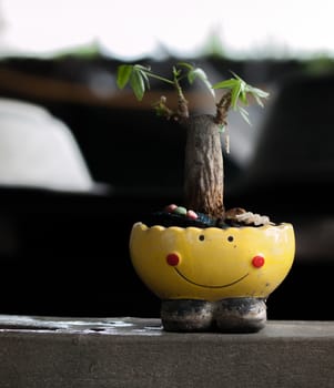 COLOR PHOTO OF SMALL TREE GROWN IN SMILEY-POT