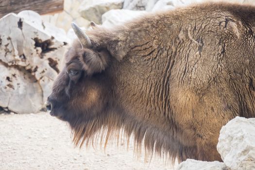 American Bison Buffalo side profile