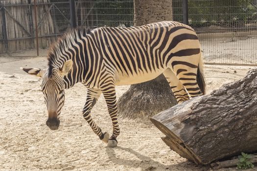 Equus quagga, Plains zebra