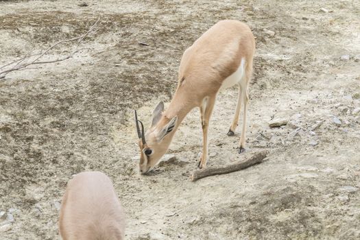 Gazella dorcas neglecta, Dorcas gazelle