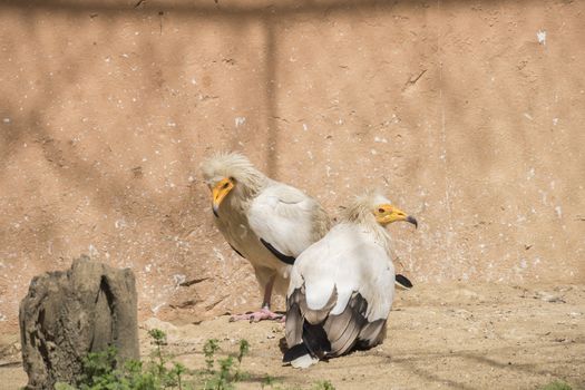 Neophron percnopterus, Egyptian vulture