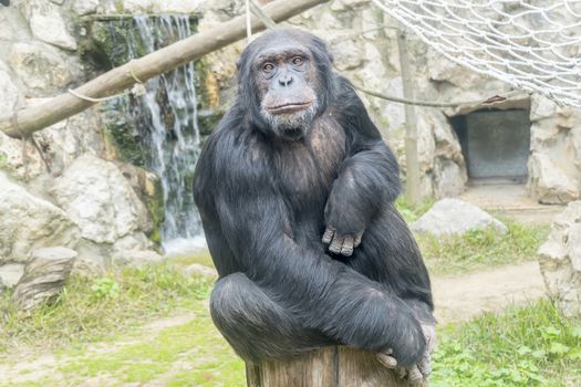 Chimpanzee, Pan troglodytes, Pan paniscus