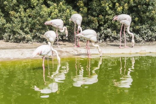 Flamingos resting on the shore of a pond