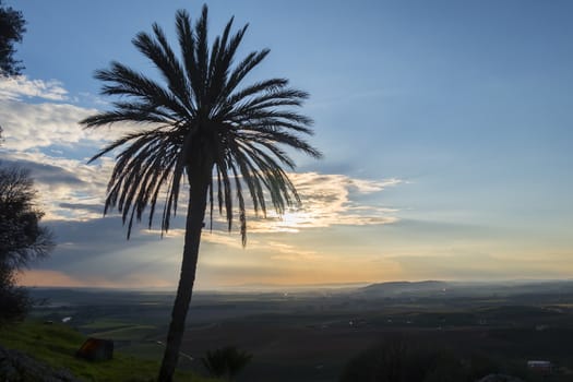 Sunset behind a palm tree