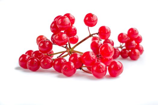 Red berries cluster of guelder rose isolated on white background