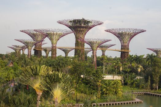 Singapore - 01 November 2014: Supertrees in garden by the bay at Bay South Singapore