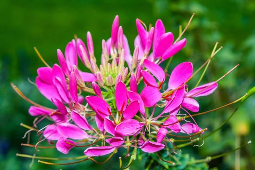 A nice warm pink flower