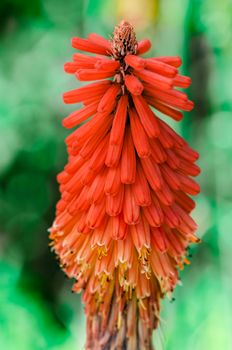 Kniphofia Northiae Octopus red-hot poker aloe flower colourful decorative plant closeup