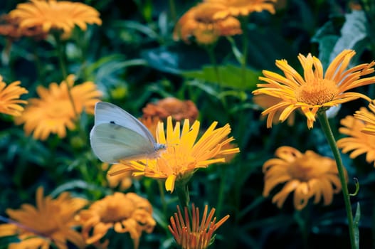 White butterfly feeding on bloom of orange daisies wildflowers in the summer time