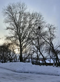 Leafless winter trees against grey cloudy sky background