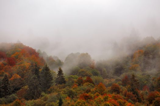 Autumn rain in Carpathian mountain forest. Colorful wood in clouds of fog