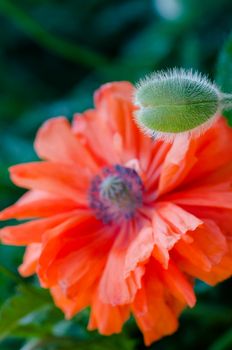 Poppy bud and flowers in bloom springtime vibrant colourful red and orange natural plant