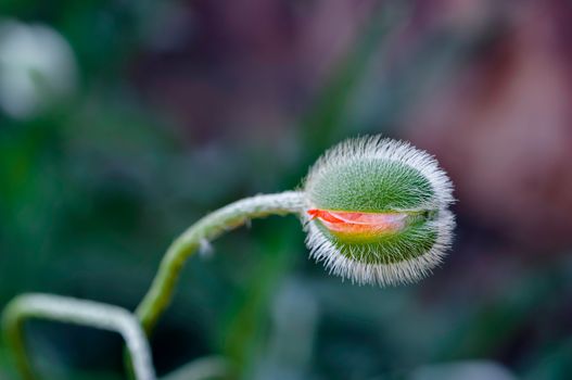 Poppy bud in bloom springtime vibrant colourful red and orange natural plant  outdoors closeup detail