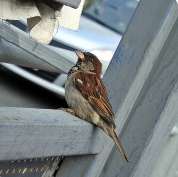 House sparrow in the city. Close up.