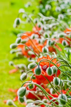 Poppy buds and flowers in bloom springtime vibrant colourful red and orange natural plant