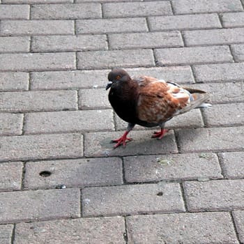 sity brown dove standing at the track