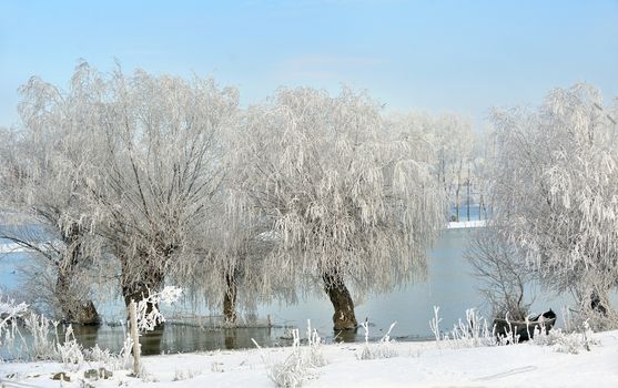 Frosty winter trees on Danube river