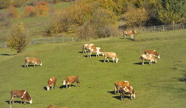 Morning sunrise with cows on field