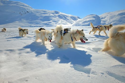 Sled dogs on the pack ice of East Greenland