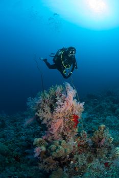 diver coral life diving Sudan Soudan Red Sea safari