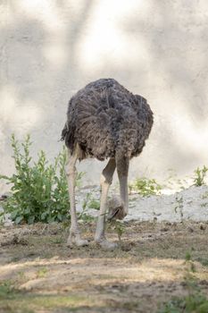 Image of an ostrich on nature background. Wild Animals.