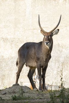 Image of an antelope standing staring on nature background. Wild Animals.