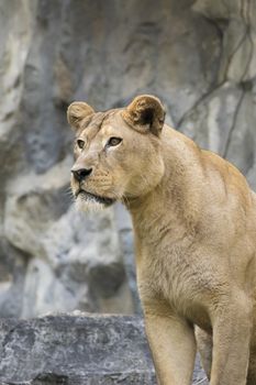 Image of a female lion on nature background. Wild Animals.