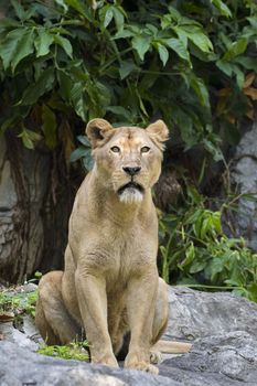 Image of a female lion on nature background. Wild Animals.